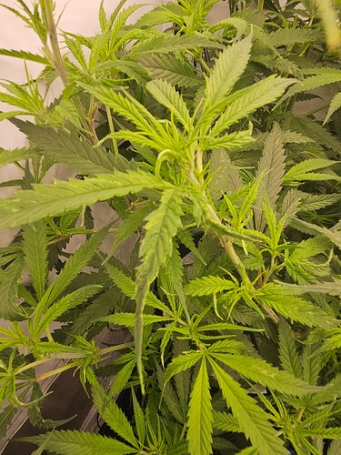 Growreport Bild 5