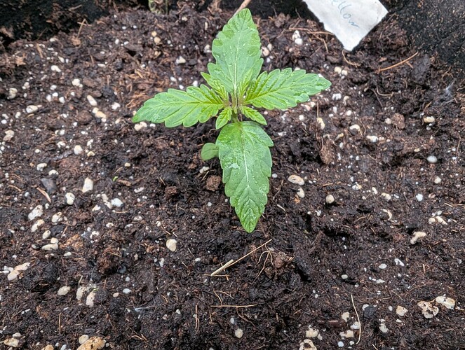 PXL_20250416_163941501