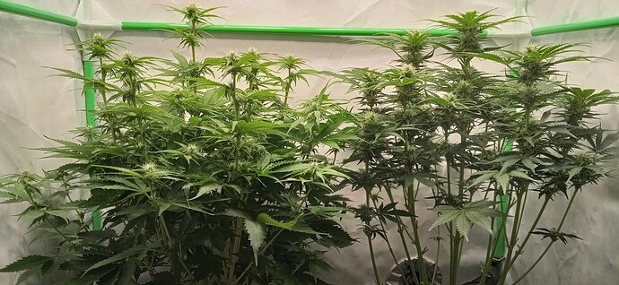 Growreport Bild 6