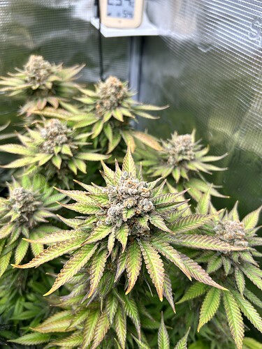 Nahaufnahme einer blühenden Cannabis-Pflanze in einem Grow-Zelt mit einem Hygrometer im Hintergrund.