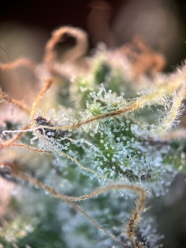 Growreport Bild 87