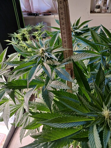 Growreport Bild 11