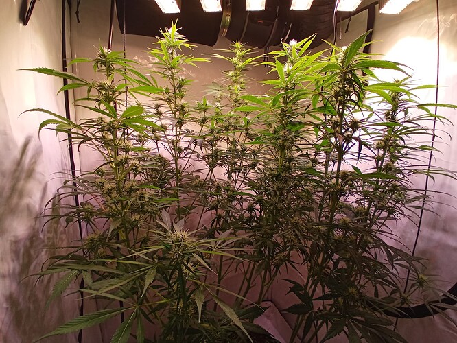 Growreport Bild 11
