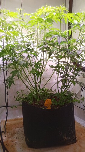 Growreport Bild 5