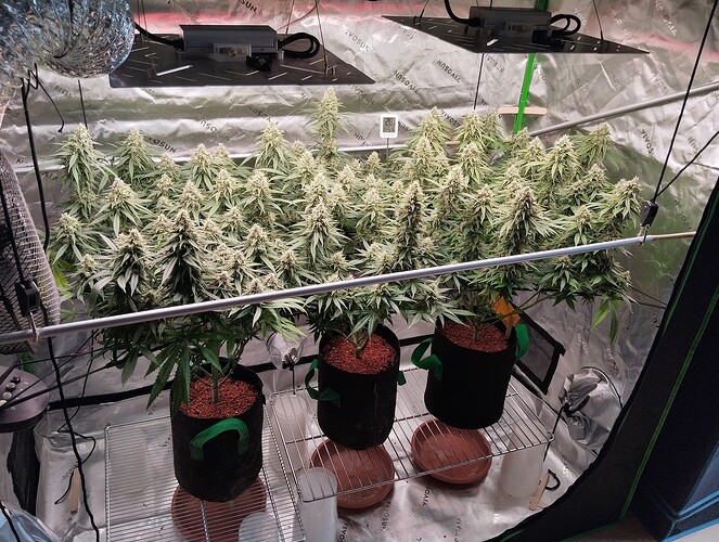 Growreport Bild 1