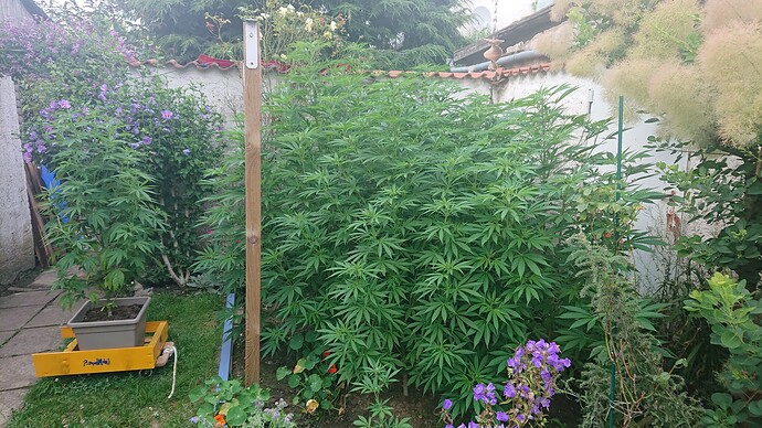 Growreport Bild 33