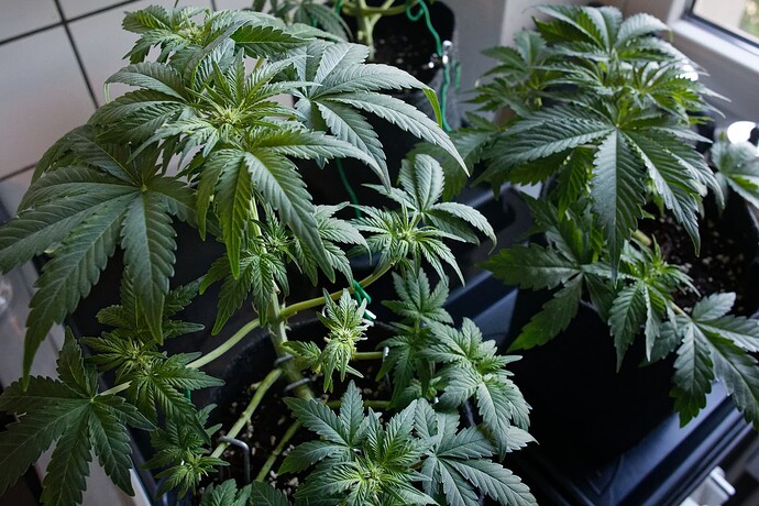 Growreport Bild 2