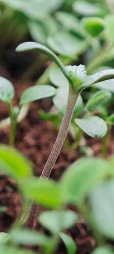 Growreport Bild 11