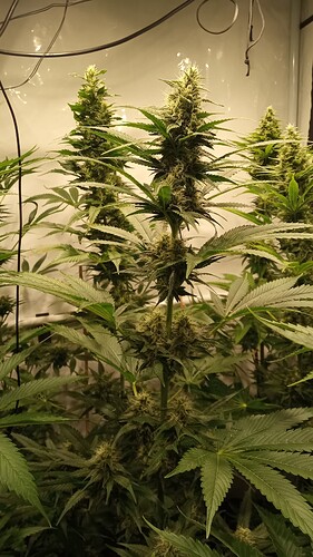 Growreport Bild 18