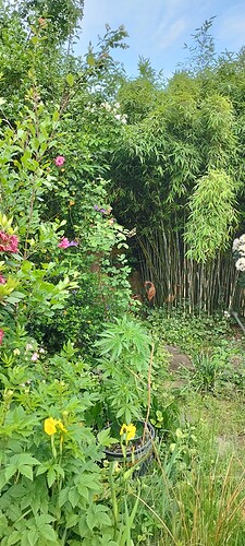 IMG_20240526_195413