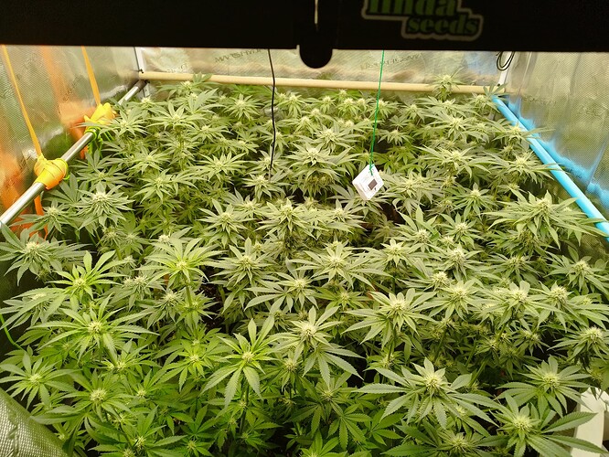 Growreport Bild 1