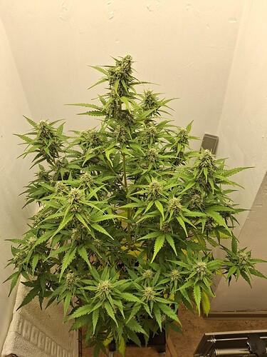 Growreport Bild 157