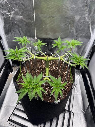 Growreport Bild 1