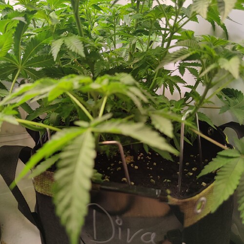 Growreport Bild 13