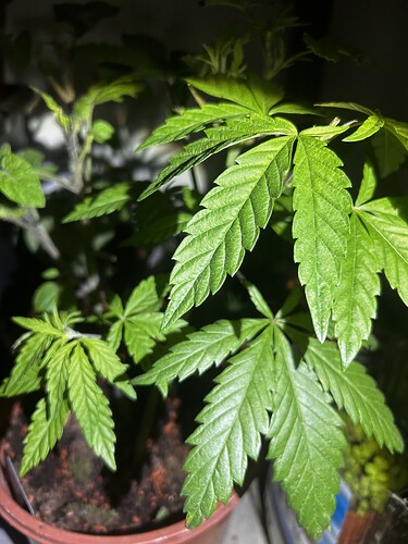 Growreport Bild 39