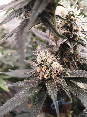 Growreport Bild 3