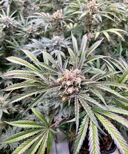 Growreport Bild 3