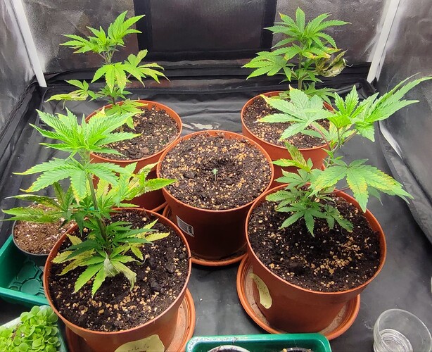 Growreport Bild 1