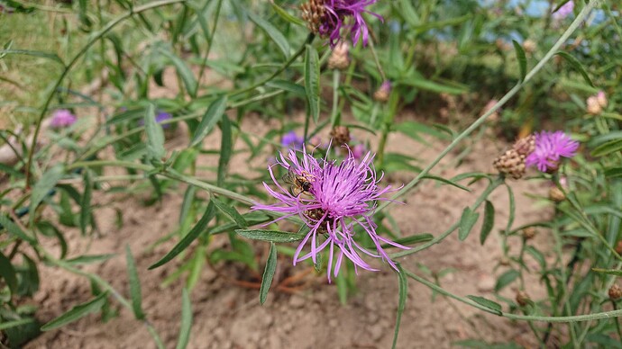 Growreport Bild 50