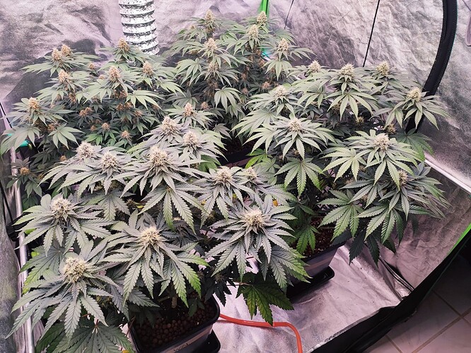 Growreport Bild 17
