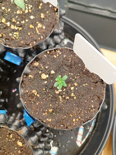 Growreport Bild 16