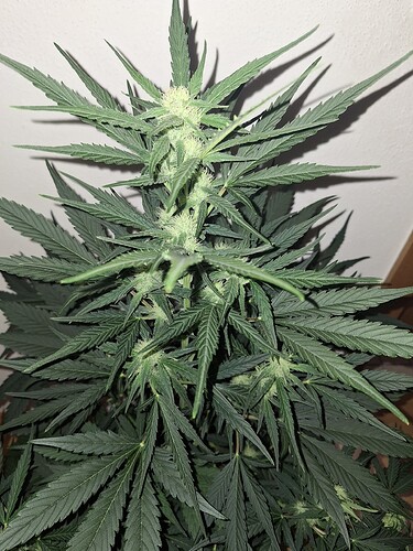 Growreport Bild 3