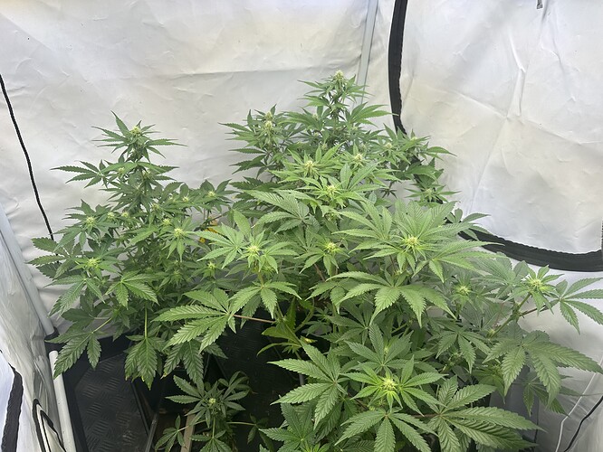 Growreport Bild 4