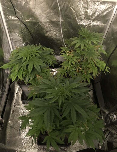 Growreport Bild 3