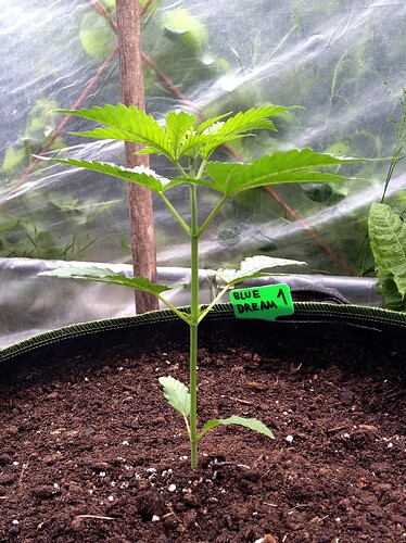 Growreport Bild 63