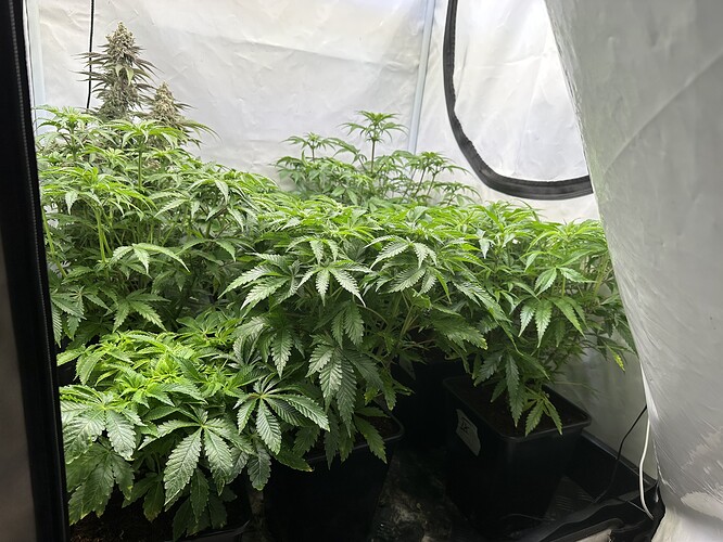Growreport Bild 2