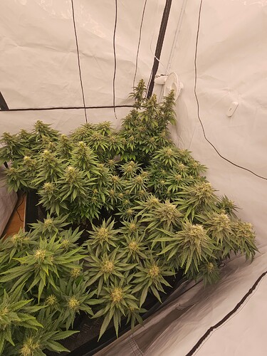 Growreport Bild 2
