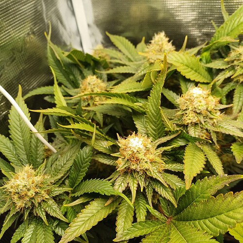 Growreport Bild 10