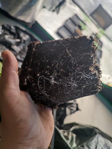 Growreport Bild 3