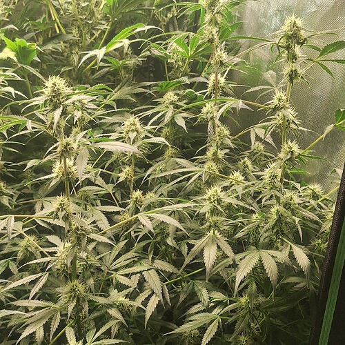 Growreport Bild 12
