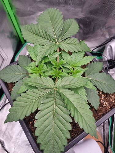 Growreport Bild 9
