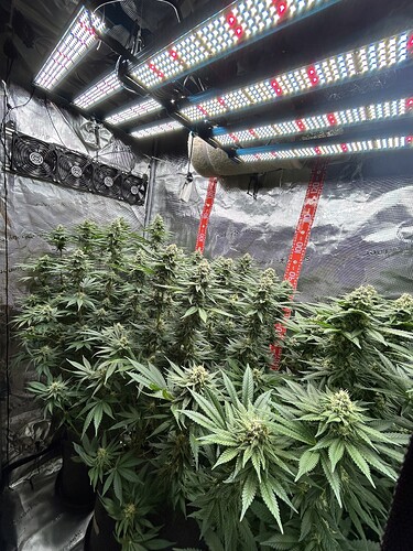 Mehrere Cannabis-Pflanzen in der Blütephase unter einer LED-Growlampe in einem Growzelt.