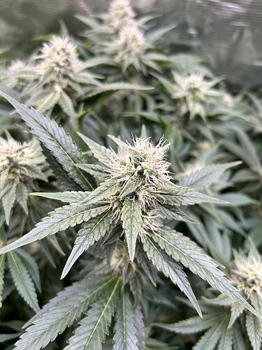 Nahaufnahme einer blühenden Cannabispflanze mit Trichomen und weißen Stempeln.