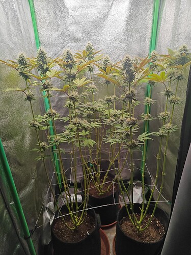 Growreport Bild 1