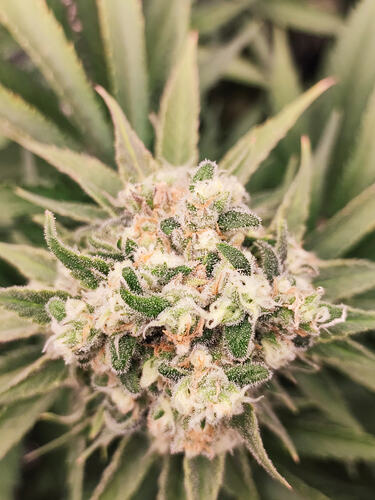 Growreport Bild 123