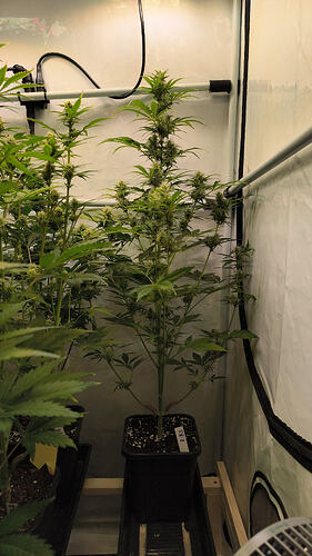 Growreport Bild 1