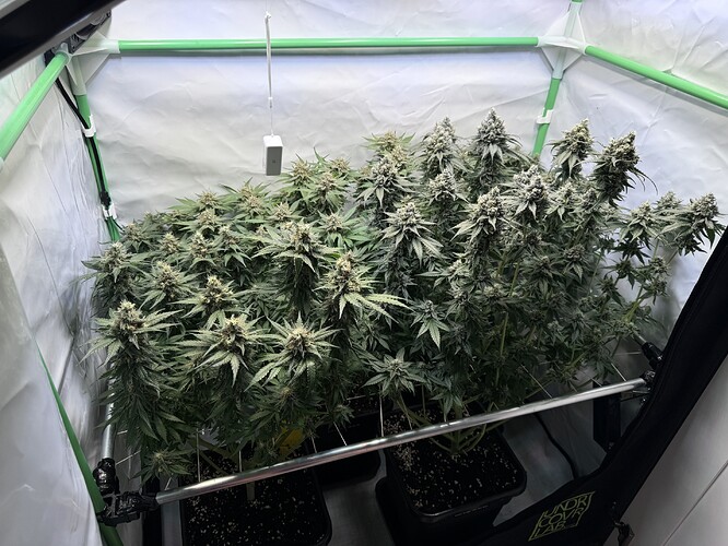 Growreport Bild 1