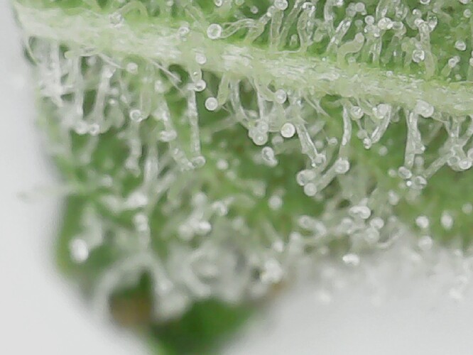 Growreport Bild 16