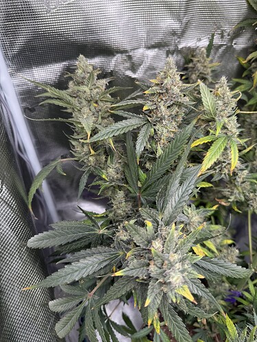 Growreport Bild 30