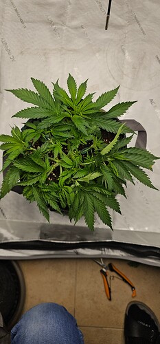 Growreport Bild 11