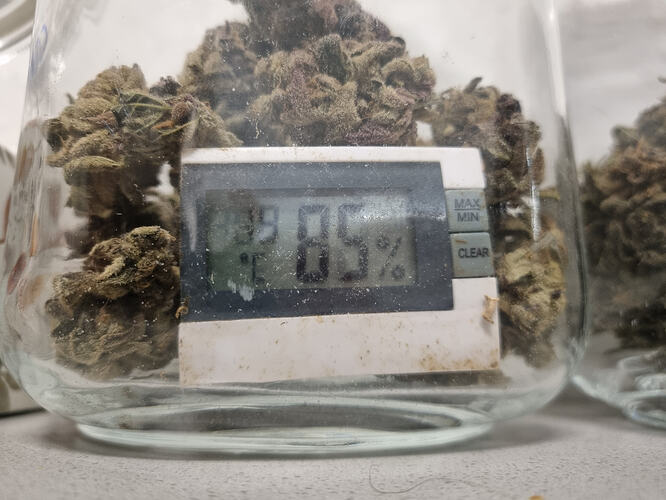 Getrocknete Cannabis-Buds in einem Glas mit einem Hygrometer, das 38% Luftfeuchtigkeit anzeigt.