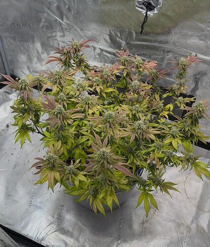 Growreport Bild 40
