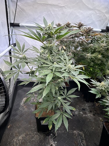 Growreport Bild 17