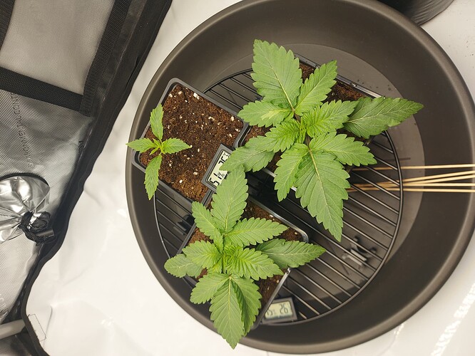 Growreport Bild 3