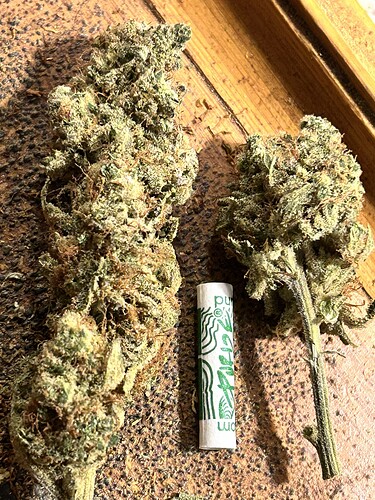 Zwei getrocknete Cannabis-Blüten liegen neben einem Filter-Tip auf einer Holzoberfläche.