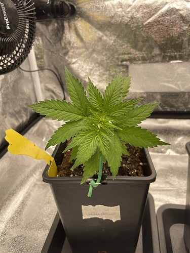 Growreport Bild 1